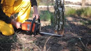 Reliable Long Beach, CA Tree Removal and Landscaping Services Solutions